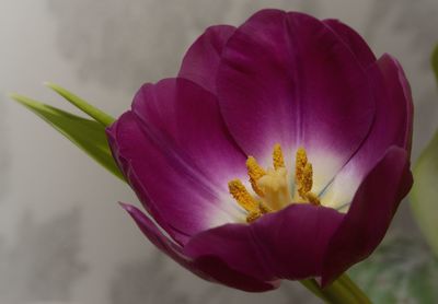 Close-up of pink flower