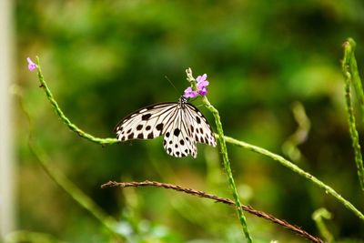 Close-up of butterfly pollinating on flower