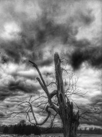 Dead plant against cloudy sky