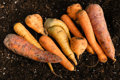 High angle view of carrots