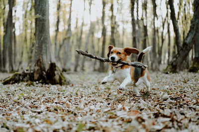 Dog running in forest