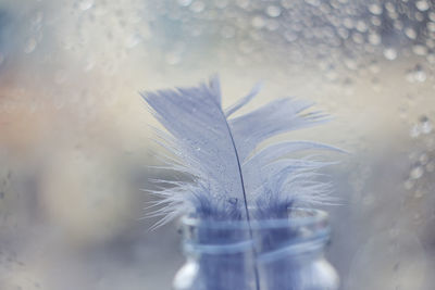 Close-up of feather on glass