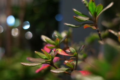 Close-up of flower growing on tree