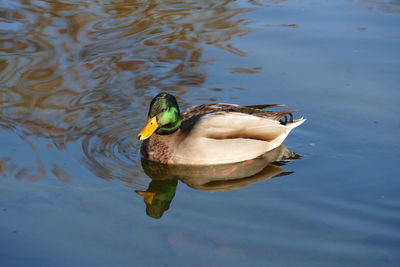 High angle view of mallard duck swimming in lake