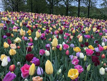 Purple tulips in park