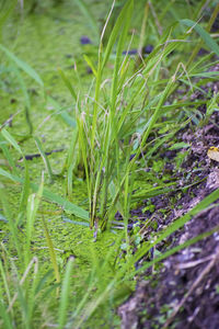 Close-up of fresh green grass in field