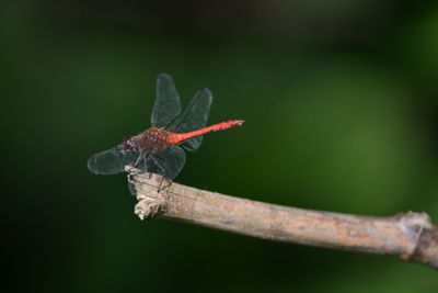 Close-up of insect on leaf