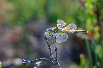 Close-up of insect on plant