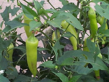 Leaves growing on plant