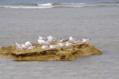 Seagulls on beach