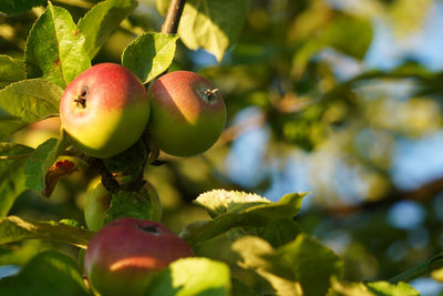 Close-up of fruits on tree