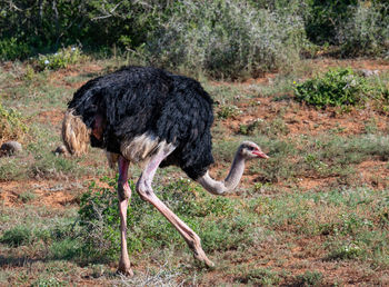 Ostrich in the wild and savannah landscape of africa