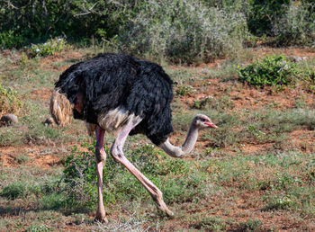 Close-up of ostrich