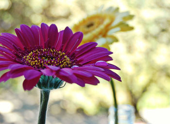 Close-up of purple flowers