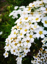 Close-up of white flowers blooming on tree