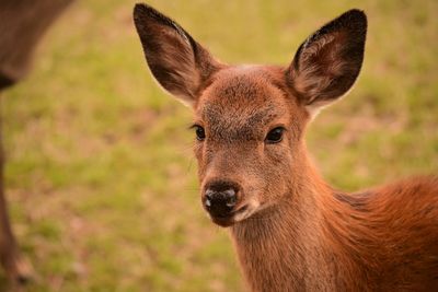 Close-up portrait of deer