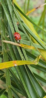 Close-up of ladybug on plant