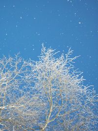 Low angle view of frozen plants against blue sky