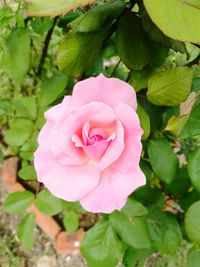 Close-up of pink rose