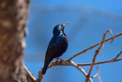 Low angle view of bird perching on branch