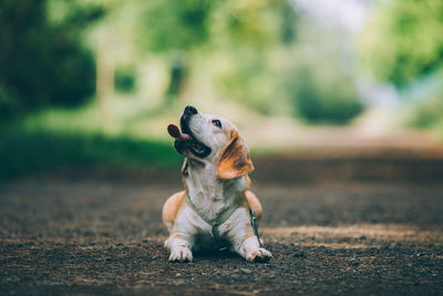 Dog looking away on road