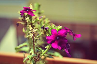 flowering plant