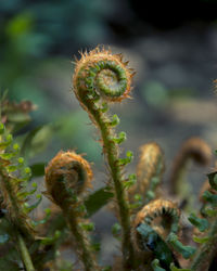 Close-up of flower buds growing on plant