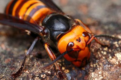 Close-up of insect on rock