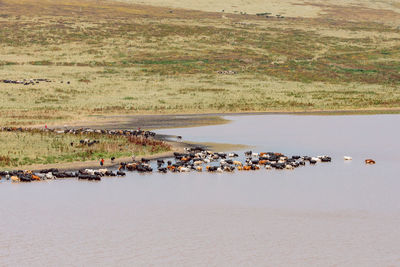 Cattle in a lake