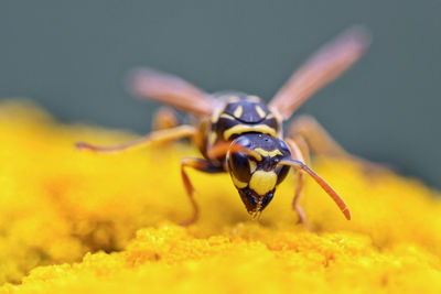 Close-up of insect on yellow flower