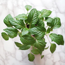 Purple bell pepper seedlings