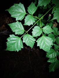 Close-up of green leaves at night