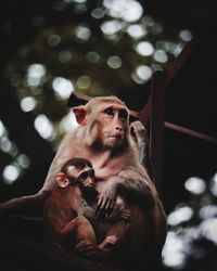 Monkeys sitting on tree with baby