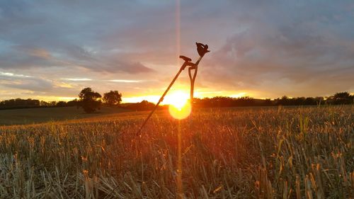 View of field against sky during sunset