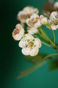 Close-up of cherry blossom