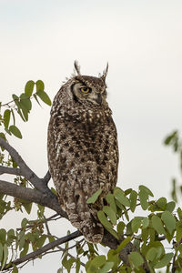 Low angle view of owl perching on branch against sky