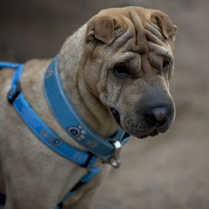 Close-up of dog looking away
