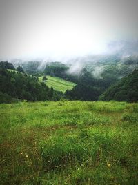 Scenic view of grassy field