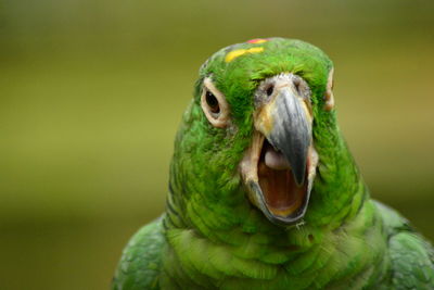 Close-up of parrot