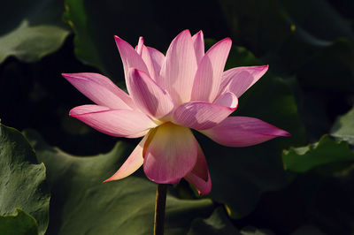 Close-up of pink water lily in pond