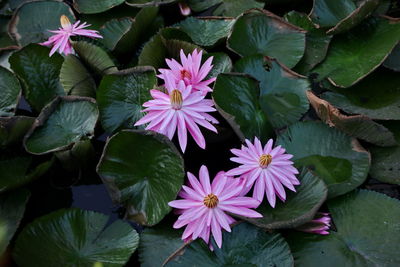 High angle view of pink lotus water lily on leaves