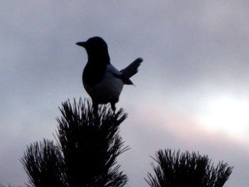 Low angle view of a bird flying