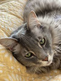 Close-up portrait of a cat