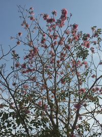 Low angle view of flowering tree against sky