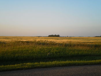 Scenic view of field against clear sky