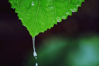 Close-up of wet plant leaves