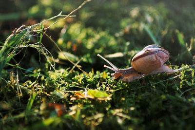 Close-up of snail on leaf