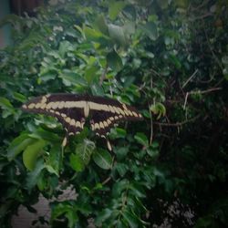 High angle view of lizard on plants