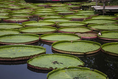 Many large lotus leaves in the pond at the garden.