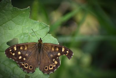 Butterfly on leaf